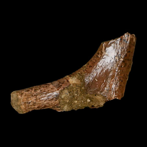 1.7" Thescelosaurus Fossil Bone Cretaceous Dinosaur Lance Creek FM Wyoming COA - Fossil Age Minerals