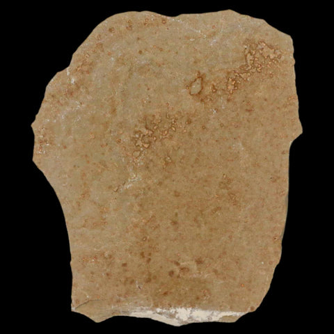 1.3" Detailed Cedrelospermum Nervosum Fossil Plant Leaf Eocene Age Green River UT - Fossil Age Minerals