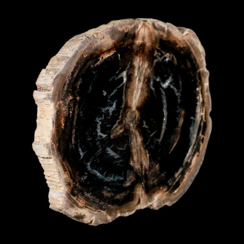 4.2" Fossilized Polished Petrified Wood Branch Madagascar 66-225 Million Yrs Old - Fossil Age Minerals