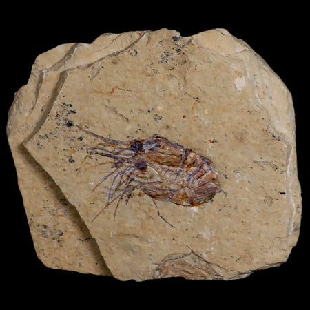 1.3" Fossil Shrimp Carpopenaeus Cretaceous Age 100 Mil Yrs Old Lebanon COA