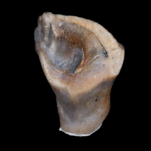 0.3" Ankylosaurus Fossil Tooth Judith River FM Cretaceous Dinosaur MT COA, Display - Fossil Age Minerals