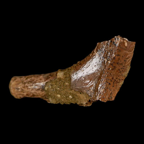 1.7" Thescelosaurus Fossil Bone Cretaceous Dinosaur Lance Creek FM Wyoming COA - Fossil Age Minerals