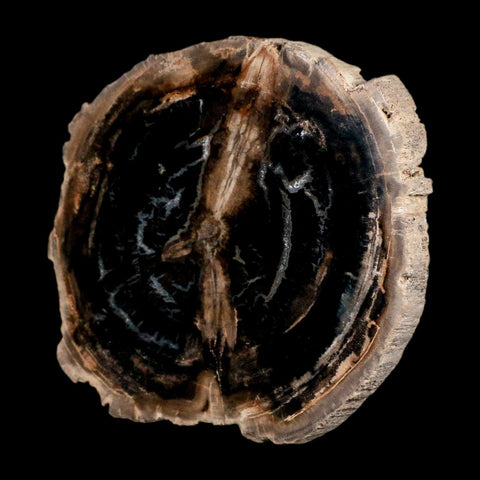 4.2" Fossilized Polished Petrified Wood Branch Madagascar 66-225 Million Yrs Old - Fossil Age Minerals