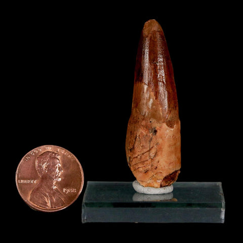 1.8" Spinosaurus Fossil Tooth 100 Million Years Old Cretaceous Dinosaur COA Stand