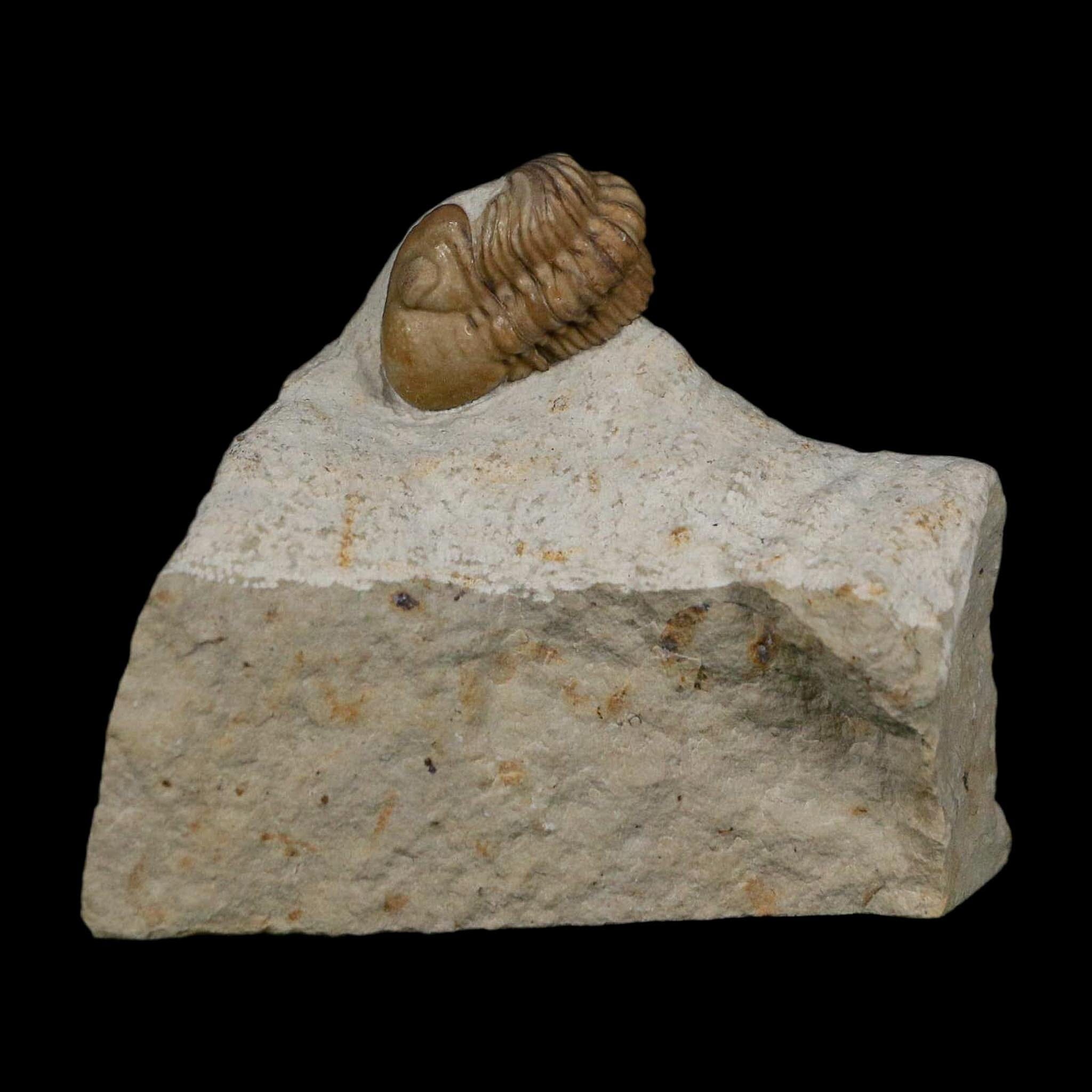 0.8" Kainops Raymodi Trilobite Fossil In Matrix Compound eyes Black Cat Mountain OK - Fossil Age Minerals