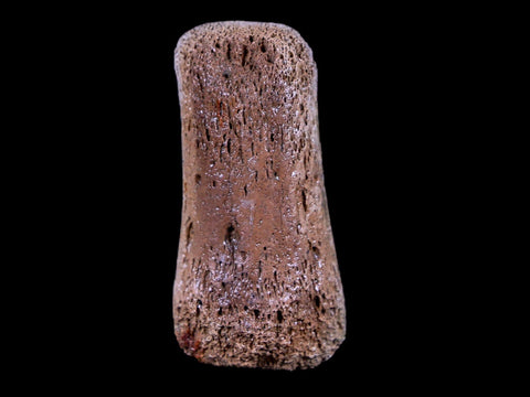 1.4" Gryposaurus Fossil Finger Digit Bone Duck-Billed Dinosaur Judith River MT COA - Fossil Age Minerals