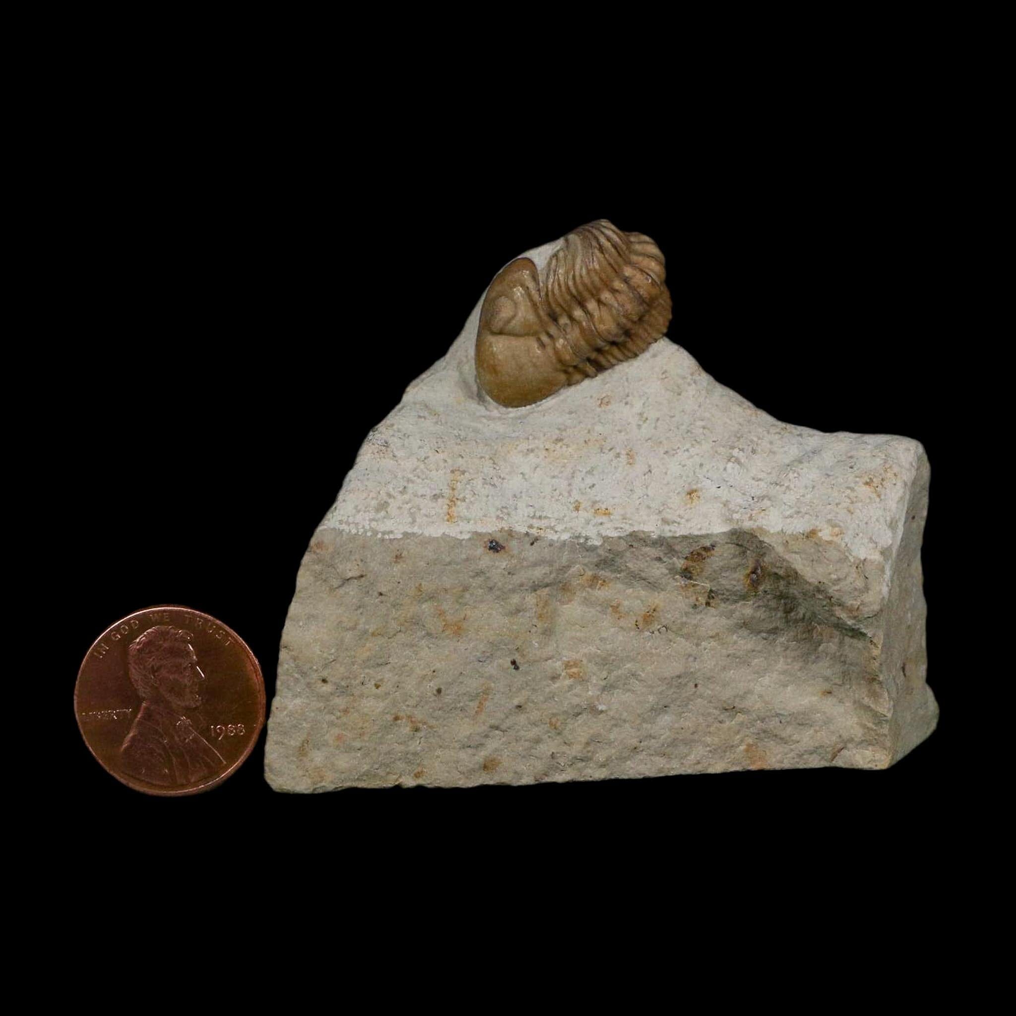 0.8" Kainops Raymodi Trilobite Fossil In Matrix Compound eyes Black Cat Mountain OK - Fossil Age Minerals