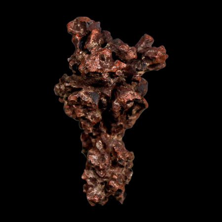 2.2" Prehistoric Coprolite Fossil Specimen Poop Dung Miocene Madagascar