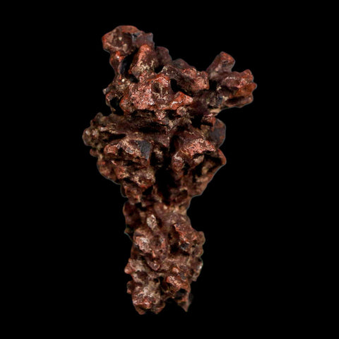 2.2" Prehistoric Coprolite Fossil Specimen Poop Dung Miocene Madagascar - Fossil Age Minerals
