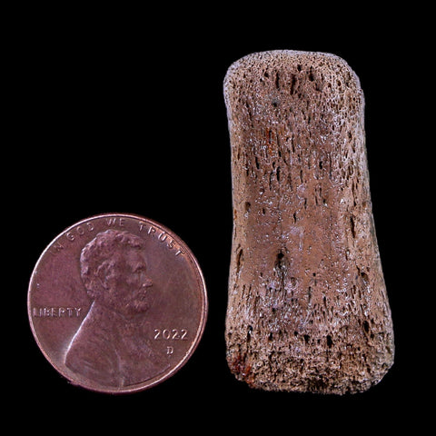 1.4" Gryposaurus Fossil Finger Digit Bone Duck-Billed Dinosaur Judith River MT COA - Fossil Age Minerals