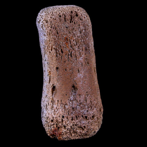 1.4" Gryposaurus Fossil Finger Digit Bone Duck-Billed Dinosaur Judith River MT COA - Fossil Age Minerals