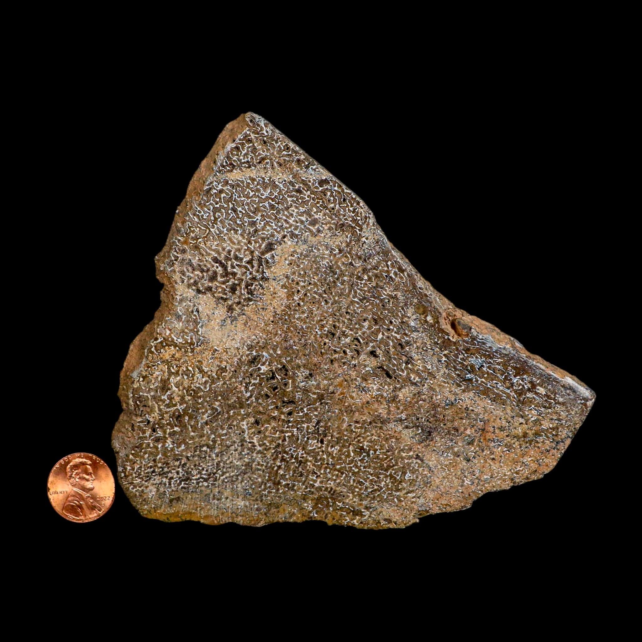 4.8" Fossil Dinosaur Gem Bone Cut Polished Slab Agatized Dinosaur Bone Morocco