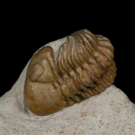 0.8" Kainops Raymodi Trilobite Fossil In Matrix Compound eyes Black Cat Mountain OK