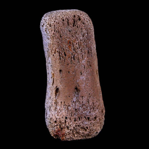 1.4" Gryposaurus Fossil Finger Digit Bone Duck-Billed Dinosaur Judith River MT COA - Fossil Age Minerals