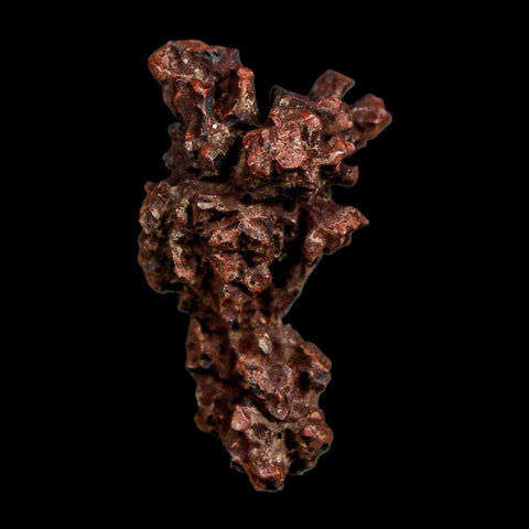 2.2" Prehistoric Coprolite Fossil Specimen Poop Dung Miocene Madagascar - Fossil Age Minerals