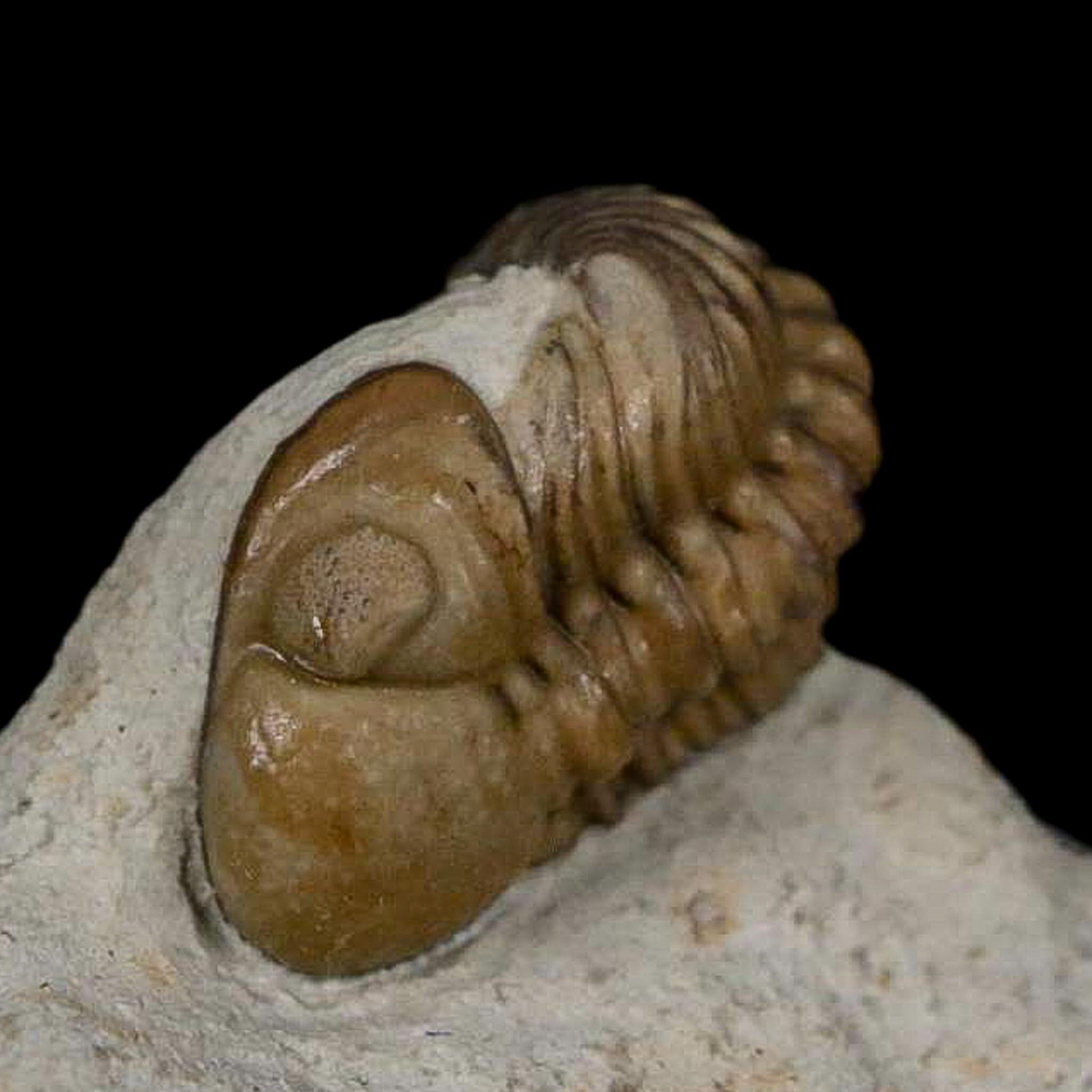 0.8" Kainops Raymodi Trilobite Fossil In Matrix Compound eyes Black Cat Mountain OK - Fossil Age Minerals