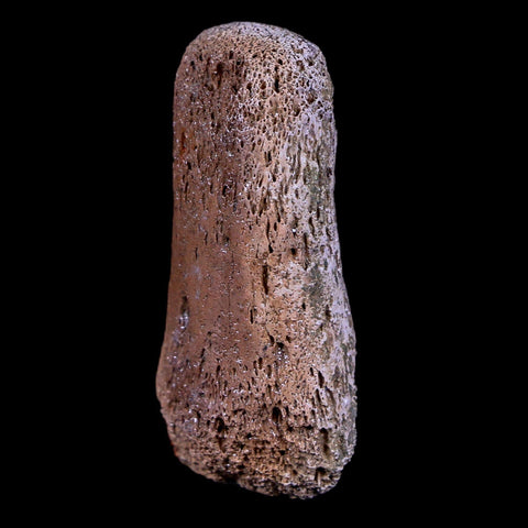 1.4" Gryposaurus Fossil Finger Digit Bone Duck-Billed Dinosaur Judith River MT COA - Fossil Age Minerals