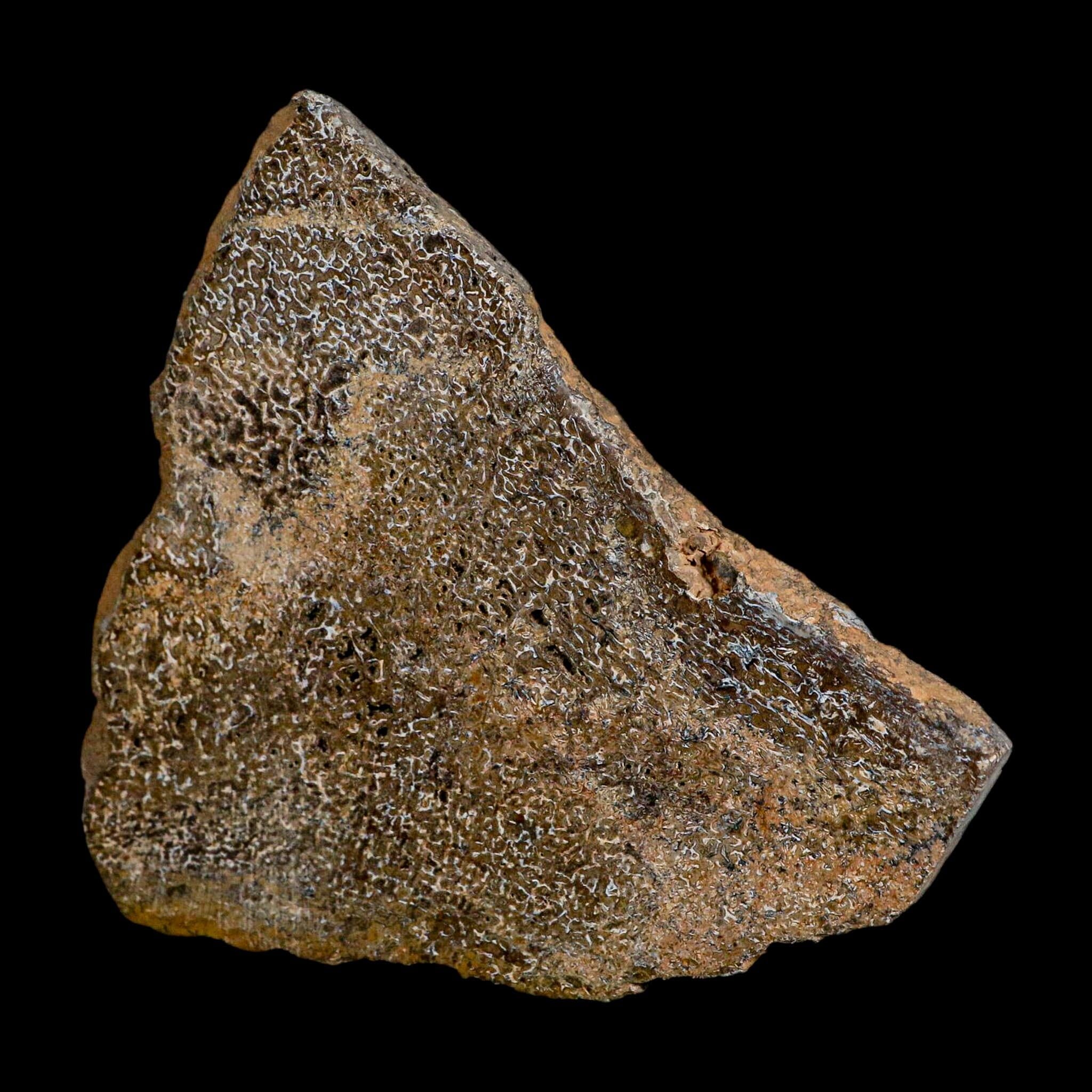4.8" Fossil Dinosaur Gem Bone Cut Polished Slab Agatized Dinosaur Bone Morocco