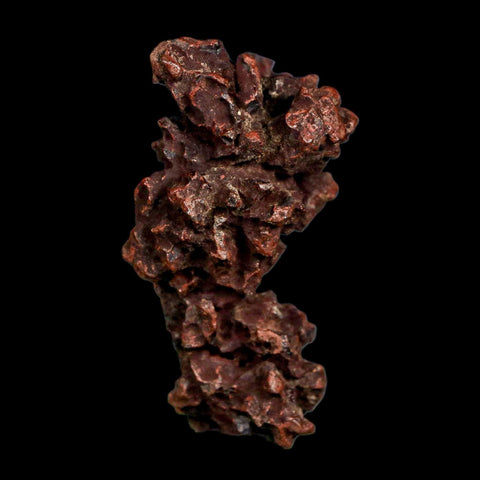 2.2" Prehistoric Coprolite Fossil Specimen Poop Dung Miocene Madagascar - Fossil Age Minerals