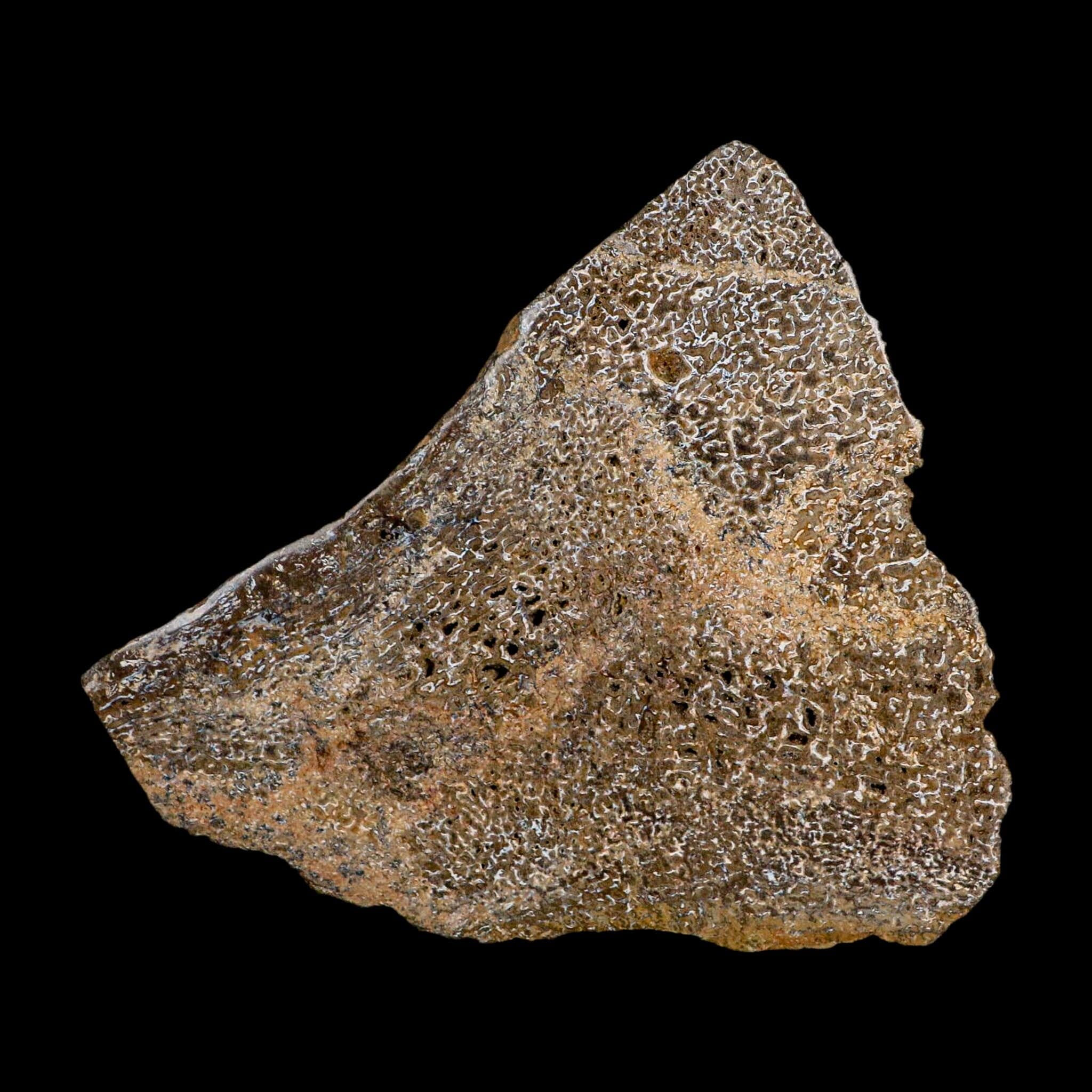 4.8" Fossil Dinosaur Gem Bone Cut Polished Slab Agatized Dinosaur Bone Morocco