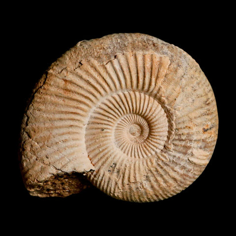 88MM Perisphinctes Ammonite Fossil Nautilus Madagascar Jurassic Age COA - Fossil Age Minerals