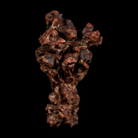 2.2" Prehistoric Coprolite Fossil Specimen Poop Dung Miocene Madagascar - Fossil Age Minerals