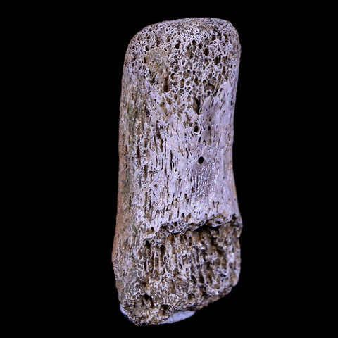 1.4" Gryposaurus Fossil Finger Digit Bone Duck-Billed Dinosaur Judith River MT COA - Fossil Age Minerals