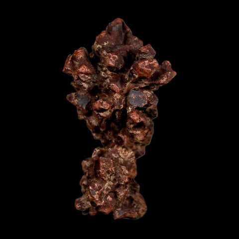 2.2" Prehistoric Coprolite Fossil Specimen Poop Dung Miocene Madagascar - Fossil Age Minerals