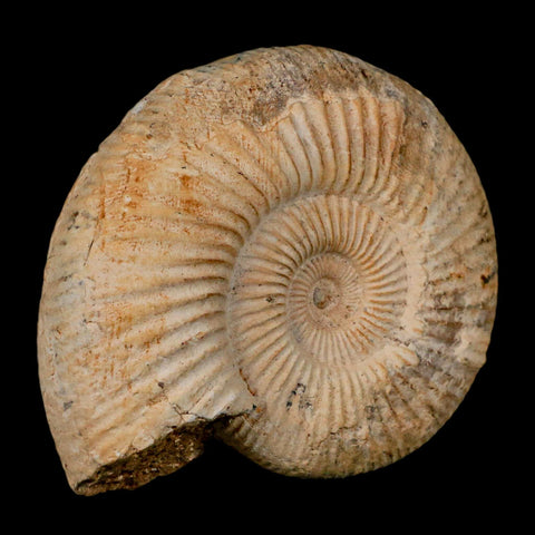 88MM Perisphinctes Ammonite Fossil Nautilus Madagascar Jurassic Age COA - Fossil Age Minerals