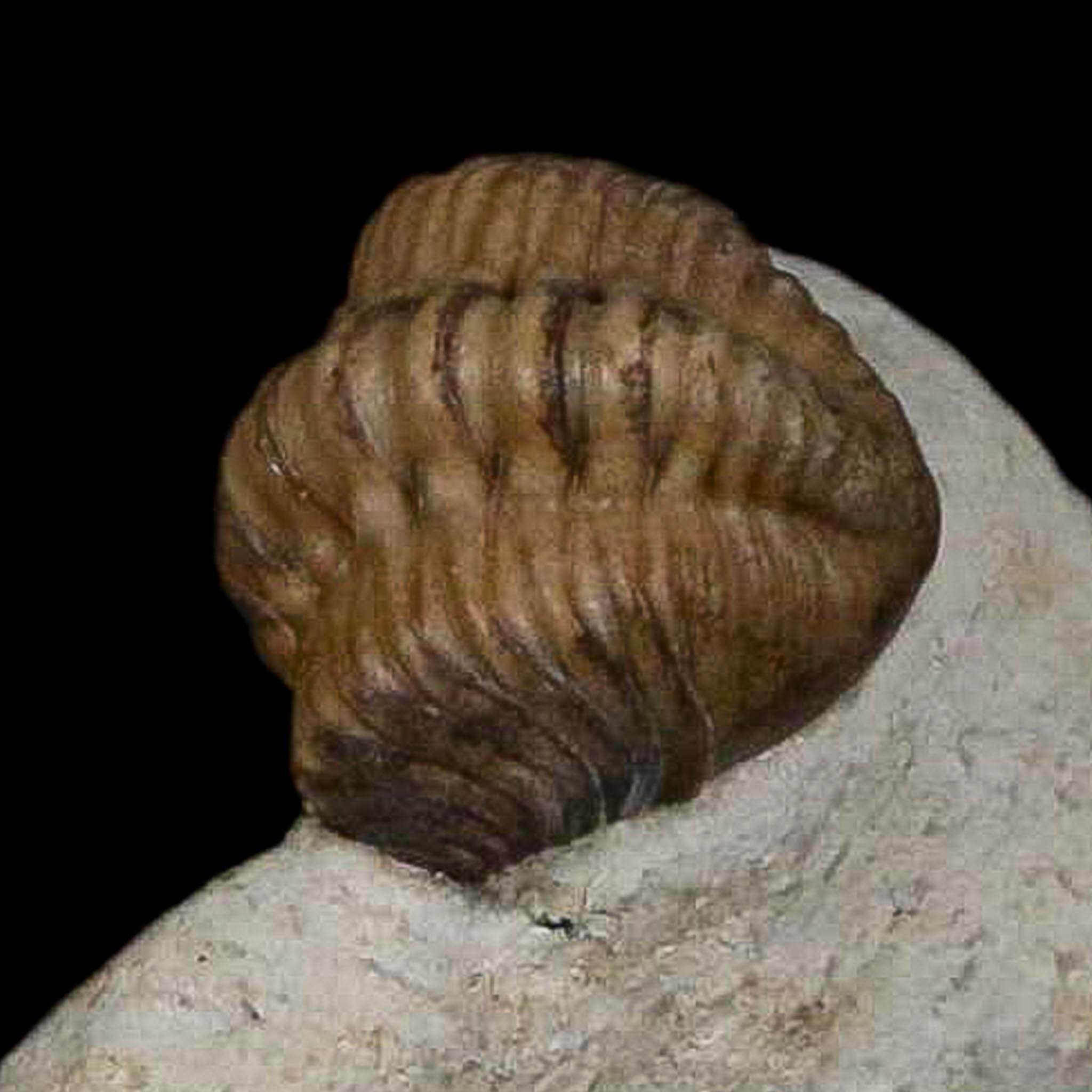 0.8" Kainops Raymodi Trilobite Fossil In Matrix Compound eyes Black Cat Mountain OK - Fossil Age Minerals