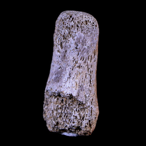 1.4" Gryposaurus Fossil Finger Digit Bone Duck-Billed Dinosaur Judith River MT COA - Fossil Age Minerals