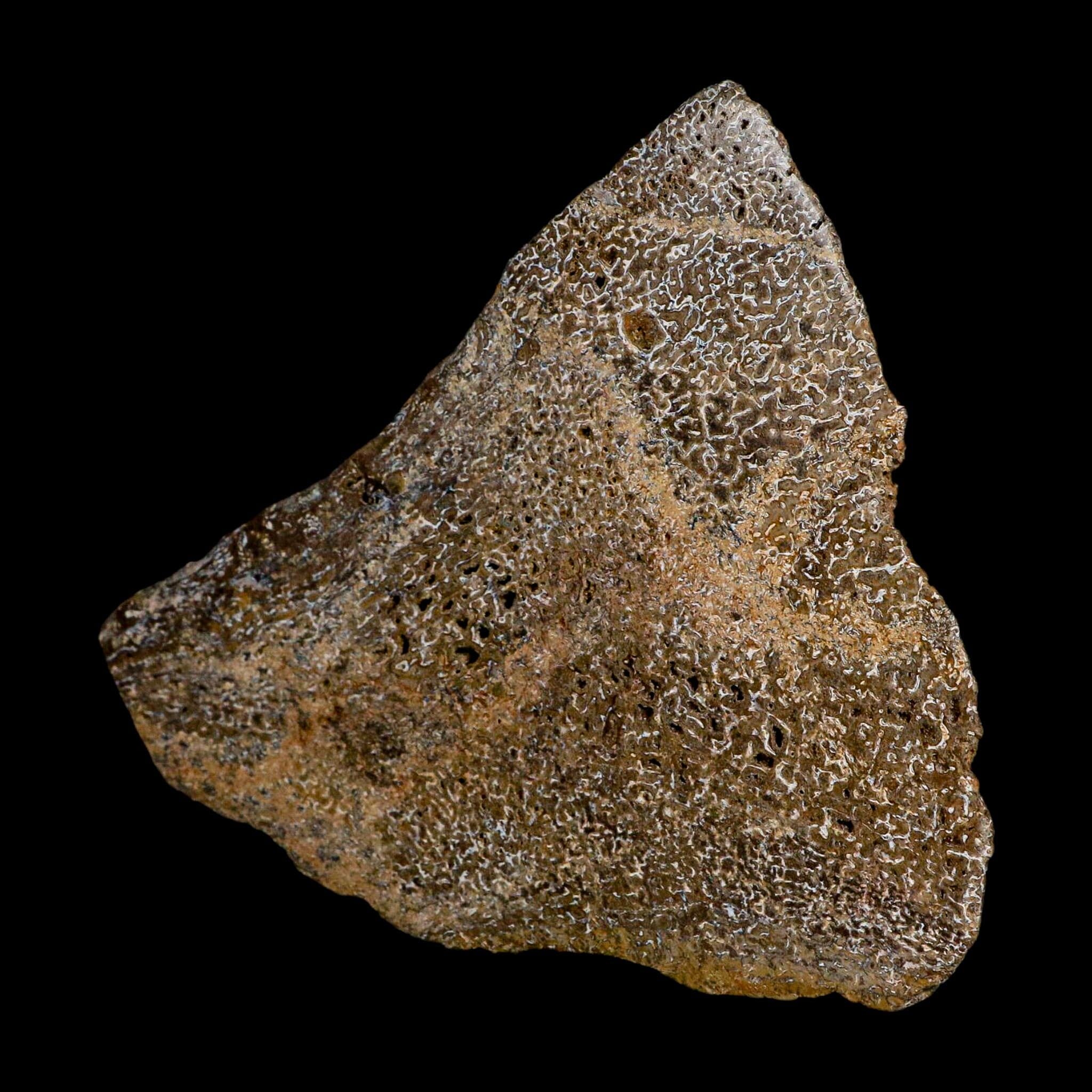 4.8" Fossil Dinosaur Gem Bone Cut Polished Slab Agatized Dinosaur Bone Morocco
