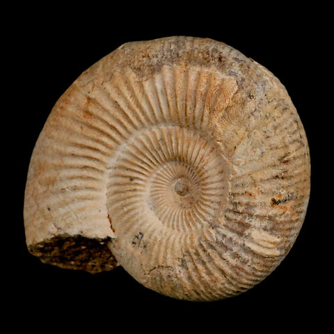 88MM Perisphinctes Ammonite Fossil Nautilus Madagascar Jurassic Age COA - Fossil Age Minerals