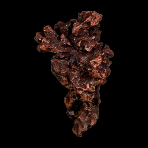 2.2" Prehistoric Coprolite Fossil Specimen Poop Dung Miocene Madagascar - Fossil Age Minerals