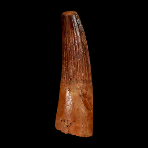 1.5" Spinosaurus Fossil Tooth 100 Million Years Old Cretaceous Dinosaur COA Stand