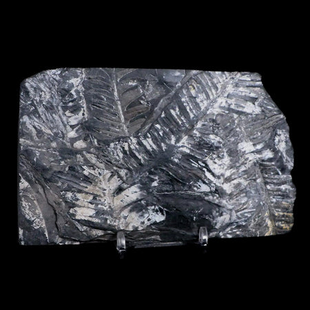 5.3" Alethopteris Fern Plant Leaf Fossil Carboniferous Age Llewellyn FM ST Clair, PA