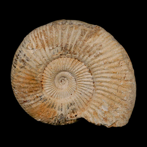 88MM Perisphinctes Ammonite Fossil Nautilus Madagascar Jurassic Age COA - Fossil Age Minerals