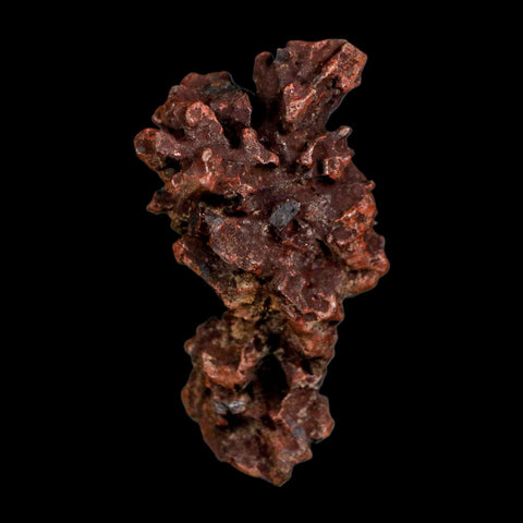 2.2" Prehistoric Coprolite Fossil Specimen Poop Dung Miocene Madagascar - Fossil Age Minerals
