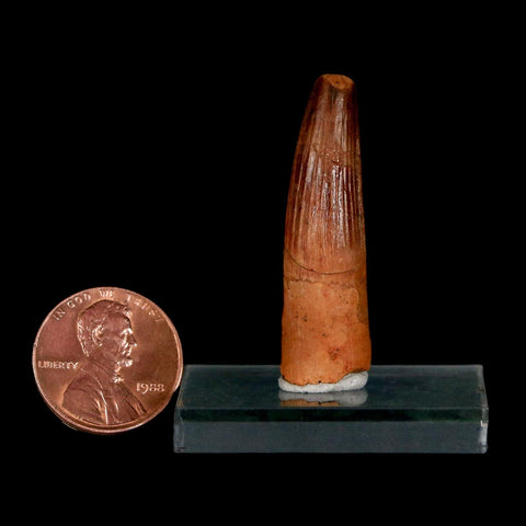 1.5" Spinosaurus Fossil Tooth 100 Million Years Old Cretaceous Dinosaur COA Stand