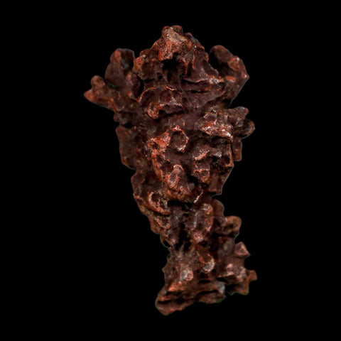 2.2" Prehistoric Coprolite Fossil Specimen Poop Dung Miocene Madagascar - Fossil Age Minerals