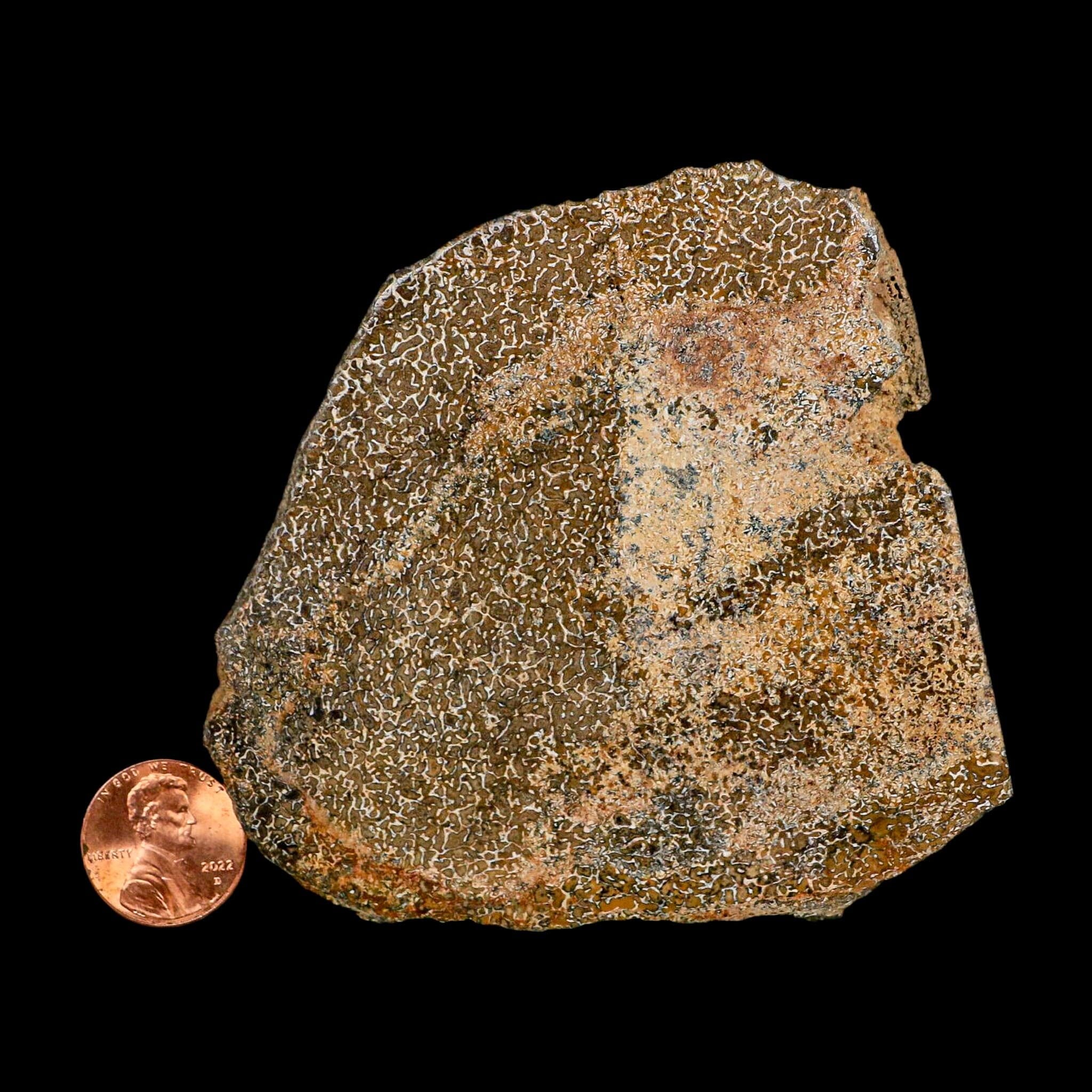 3.4" Fossil Dinosaur Gem Bone Cut Polished Slab Agatized Dinosaur Bone Morocco
