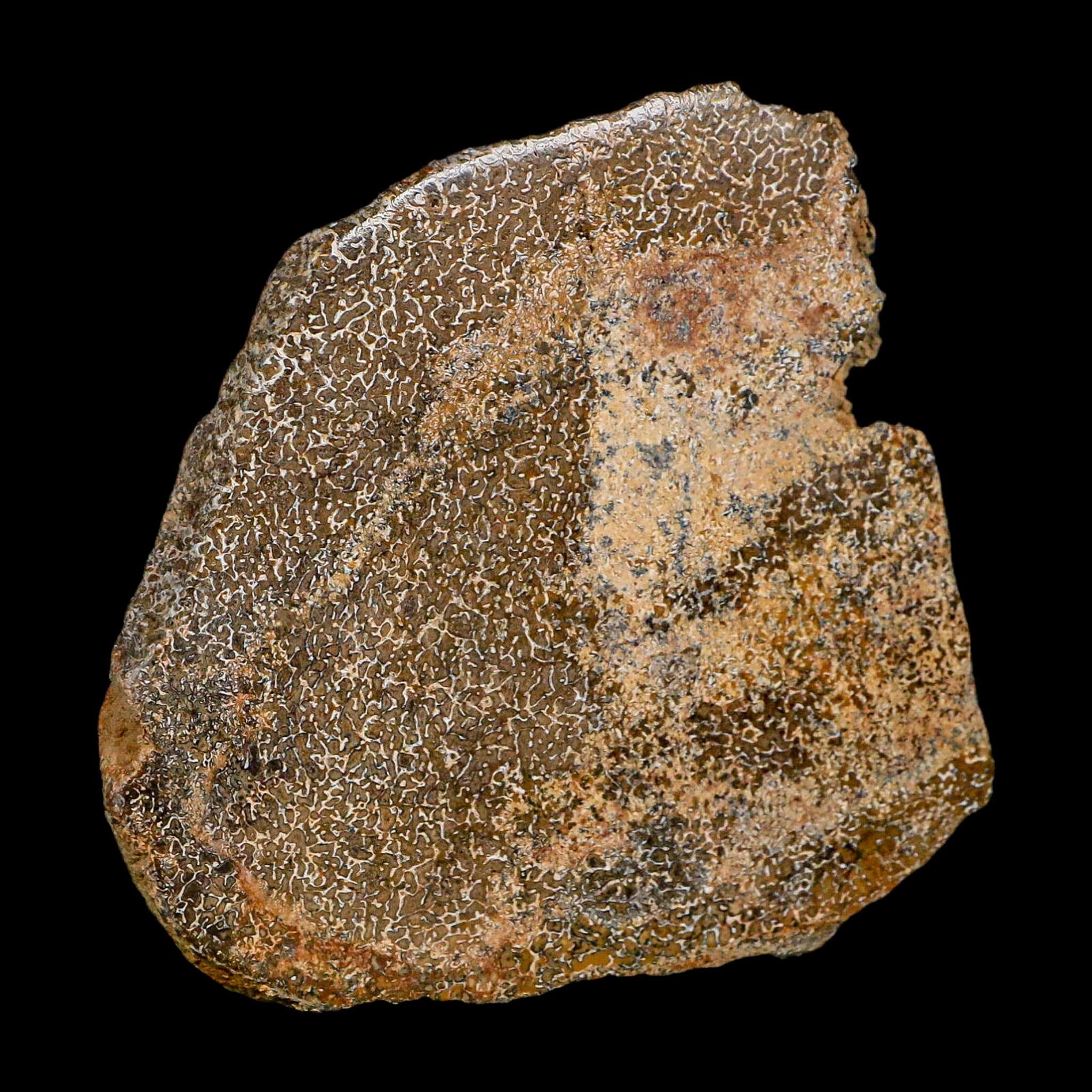 3.4" Fossil Dinosaur Gem Bone Cut Polished Slab Agatized Dinosaur Bone Morocco