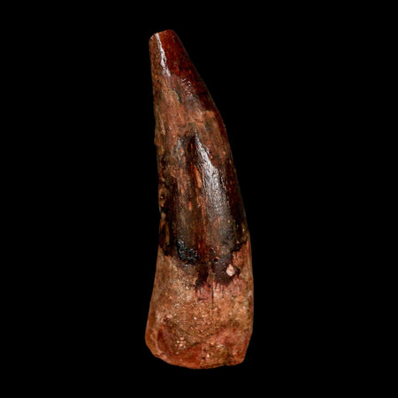 1.8" Spinosaurus Fossil Tooth 100 Million Years Old Cretaceous Dinosaur COA Stand