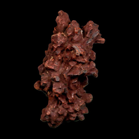 2.2" Prehistoric Coprolite Fossil Specimen Poop Dung Miocene Madagascar