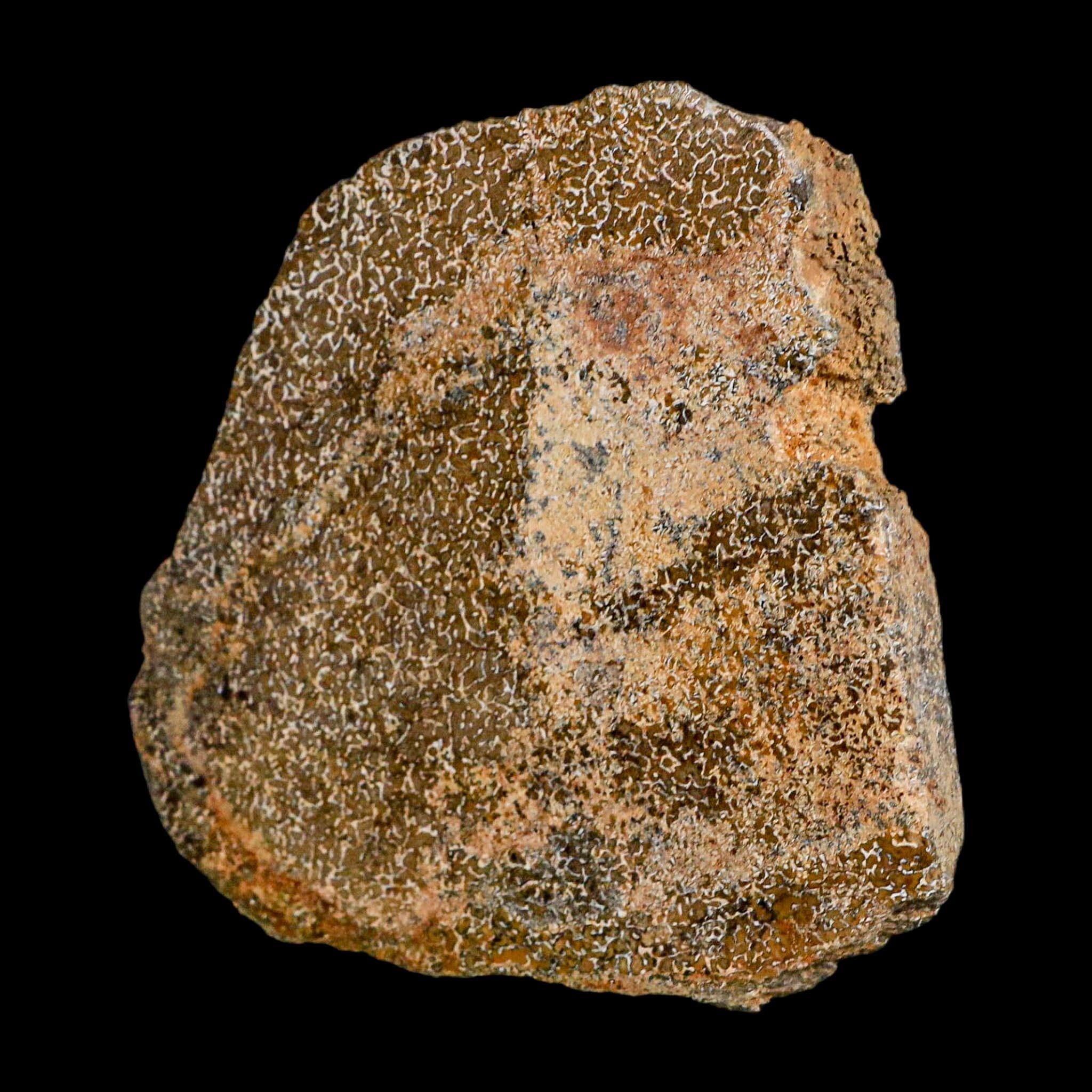 3.4" Fossil Dinosaur Gem Bone Cut Polished Slab Agatized Dinosaur Bone Morocco