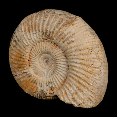 88MM Perisphinctes Ammonite Fossil Nautilus Madagascar Jurassic Age COA - Fossil Age Minerals
