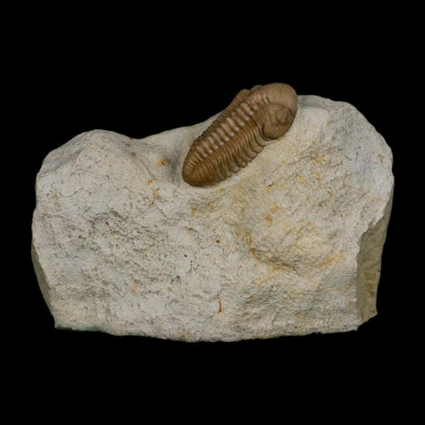 1.2" Kainops Raymodi Trilobite Fossil In Matrix Compound eyes Black Cat Mountain OK - Fossil Age Minerals