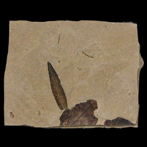 1.2" Detailed Cedrelospermum Nervosum Fossil Plant Leaf Eocene Age Green River UT - Fossil Age Minerals