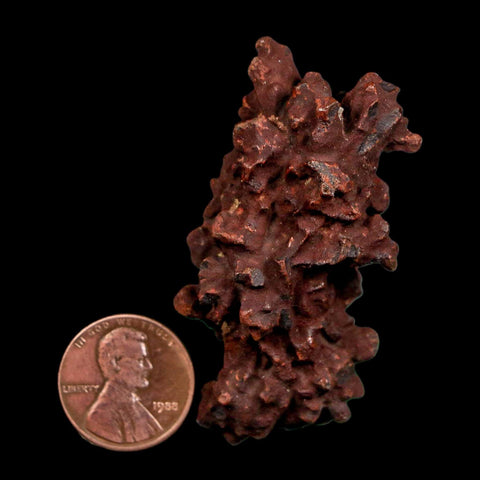 2.2" Prehistoric Coprolite Fossil Specimen Poop Dung Miocene Madagascar