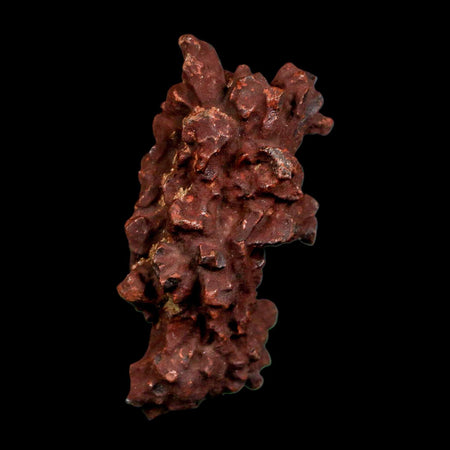 2.2" Prehistoric Coprolite Fossil Specimen Poop Dung Miocene Madagascar